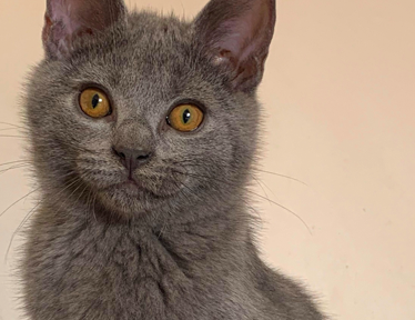 Chiot chat chartreux