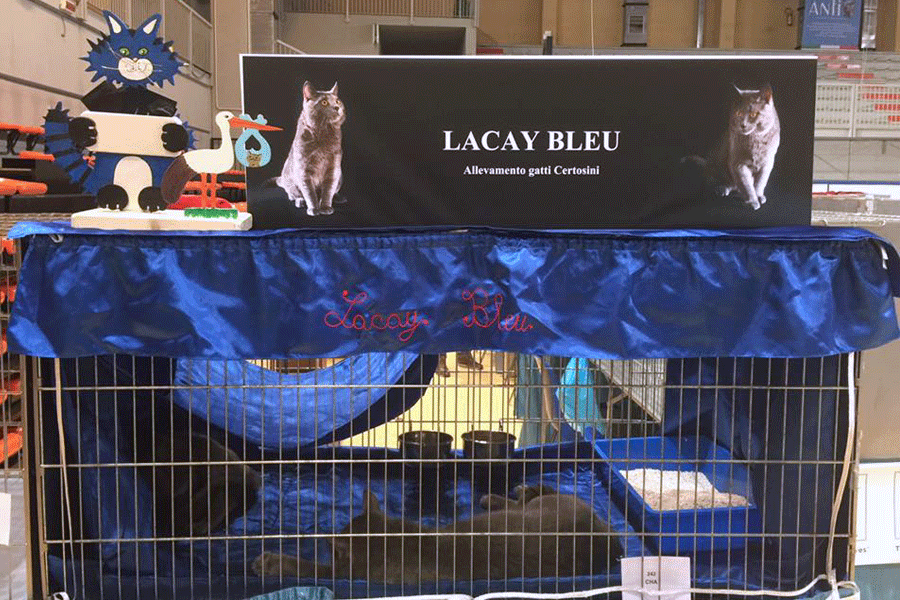 Lacay Bleu®