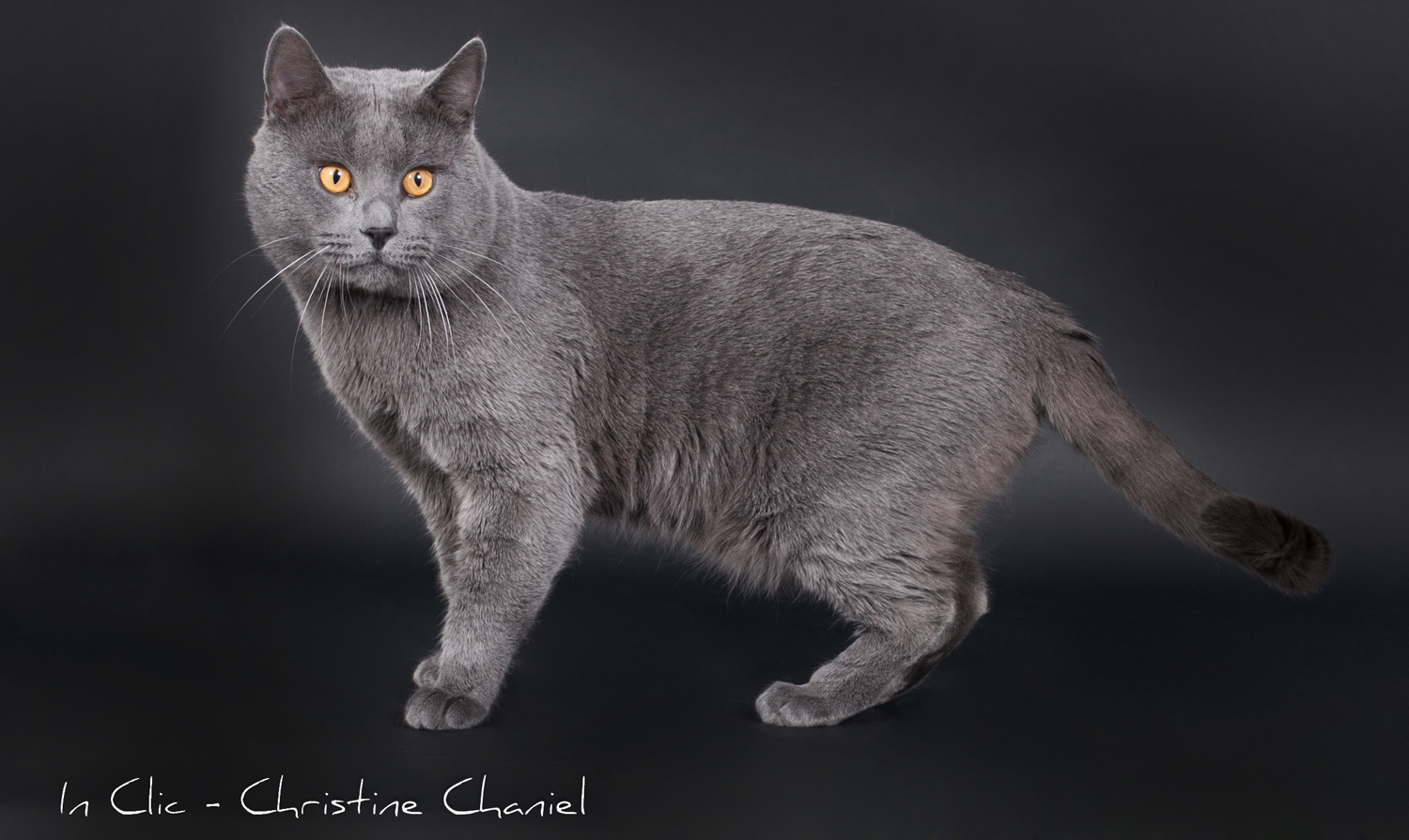 Gatto certosino