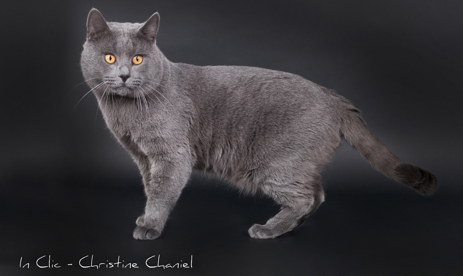 Chartreux cat