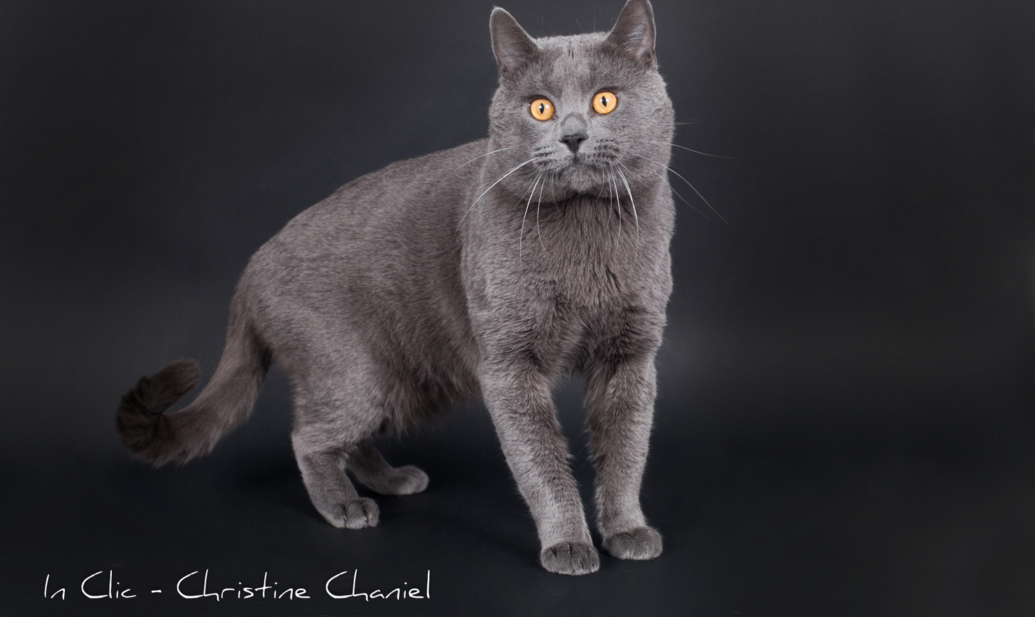 Chartreux cat