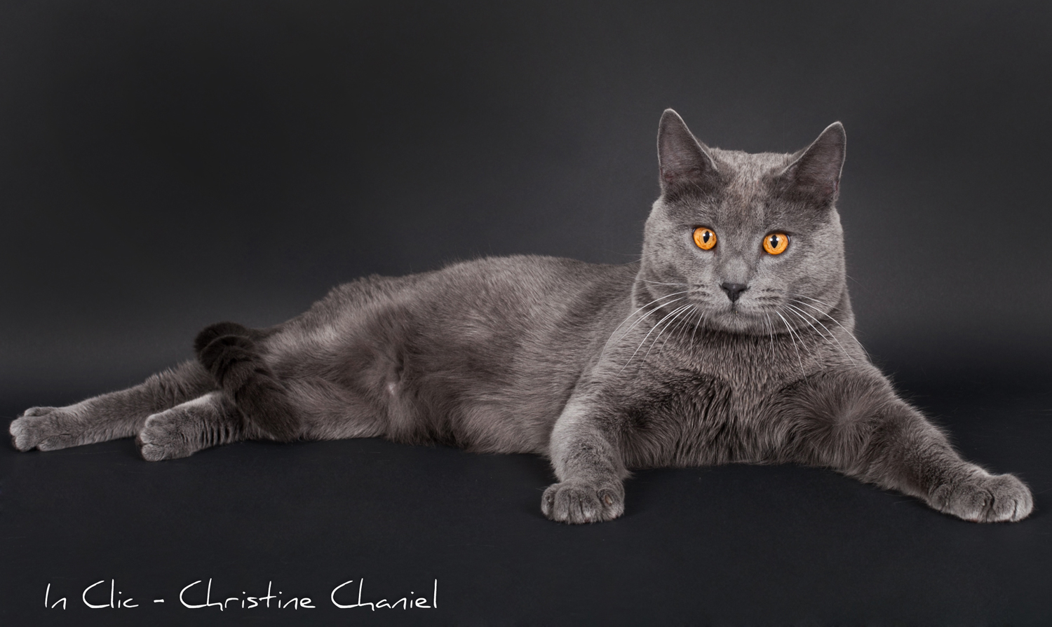 Chat chartreux